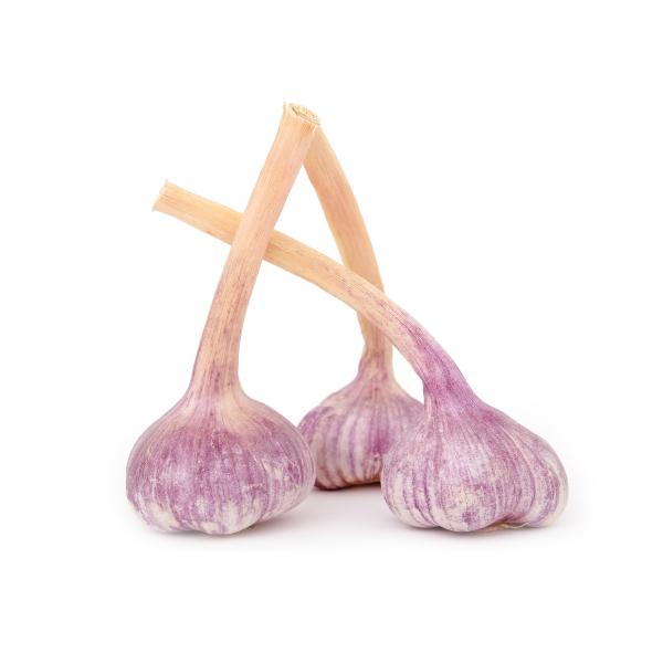 Garlic